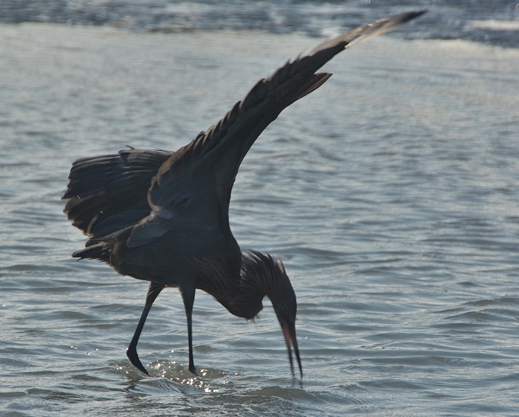 heron in water 
